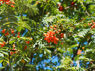 Sorbus aucuparia oder Vogelbeerebaum mit Zweigen, die mit gefiederten Blättern und kleinen...