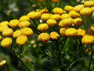 a plant with yellow inflorescences growing in ruderal and roadside areas in the suburbs of Białystok in Podlasie in Poland