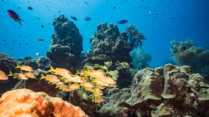 Fototapeta na wymiar Seascape in turquoise water of coral reef in Caribbean Sea / Curacao with Grunts, coral and sponge