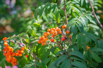 Branch with bright summer rowan berries in the park on a sunny day