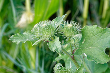 Frische Blüten einer jungen Distel, am Rande eines Feldes.