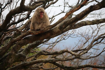macaque - monkey park, Kyoto, Japan