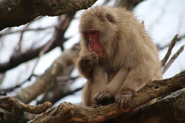 macaque - monkey park, Kyoto, Japan