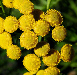 a plant with yellow inflorescences growing in ruderal and roadside areas in the suburbs of Białystok in Podlasie in Poland