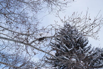 Fototapeta na wymiar Branches in the snowy sky