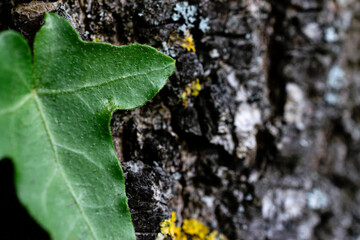 Green ivy leaf on a blurry tree bark background
