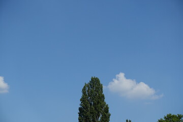 sky and tree