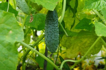 cucumber in the garden