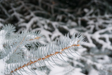 Naklejka na ściany i meble Snowy pine branch