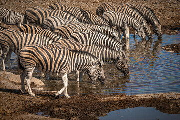 Fototapeta na wymiar Zebras at waterhole, Etosha National Park, Namibia