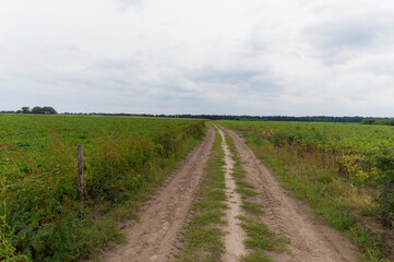 Fototapeta na wymiar A field near Midlaren, The Netherlands