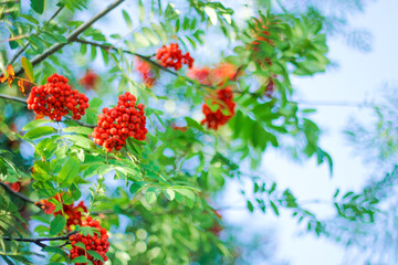 Obraz premium Red bright ripe Rowan berries on nature autumn background. fall season concept. copy space.