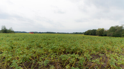 A crop field near Zuidlaren, The Netherlands