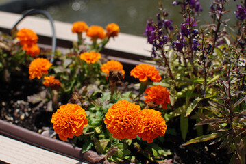 Geniva, Illinois, USA. July 1, 2020. Orange Marigold flowers in a planting box, on a bridge over the Fox River. Foreground flowers in focus.