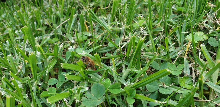 insect on the green grass in the morning