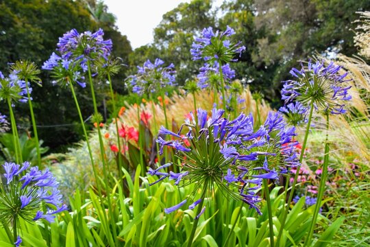 purple flowers in the garden
