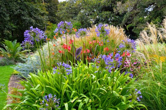 flowers in the garden