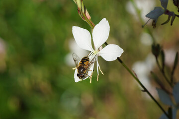 Hoverfly, Stripe-winged Drone Fly, Eristalis horticola, family Syrphidae on a flower of a Gaura lindheimeri in a Dutch garden. Summer, Netherlands, August