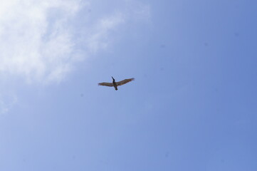 Flying Pelican in Galveston Island, Texas