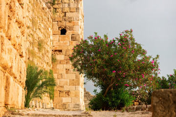 Beautiful oleander near an ancient stone wall. Byblos Castle in Lebanon and a beautiful flowering...
