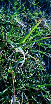 grass in the forest