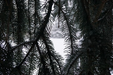 A dark pine tree in a light snow storm
