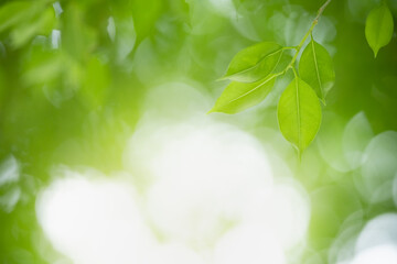 Closeup beautiful attractive nature view of green leaf on blurred greenery background in garden with copy space using as background natural green plants landscape, ecology, fresh wallpaper concept.