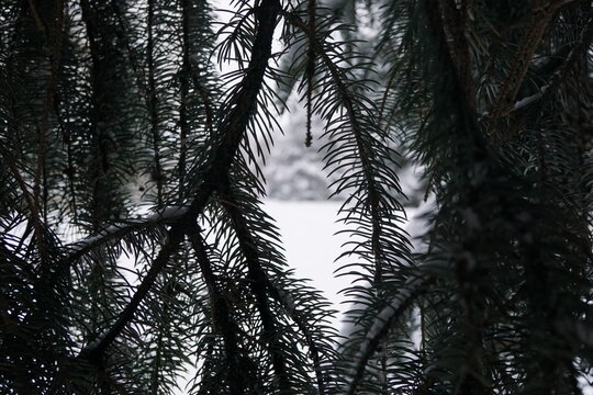 A Dark Pine Tree In A Light Snow Storm