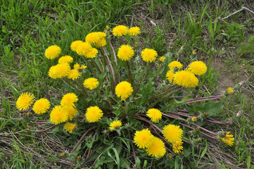 Dandelion (Taraxacum officinale) grows in nature in spring
