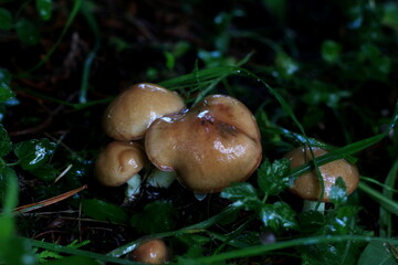 mushroom in the forest