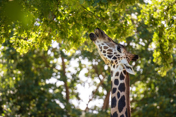 Giraffe in der Natur von Südafrika