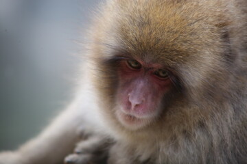 Japanese Macaque at Jigokudani hot spring
