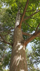 Obraz premium Arbol de Ceiba