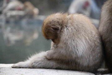 Japanese Macaque at Jigokudani hot spring