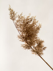 Obraz premium View of reeds against white background