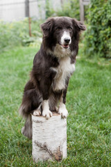 Dog Border Collie training lesson