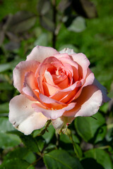 pink rose in garden