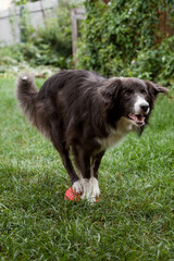 Dog Border Collie training lesson