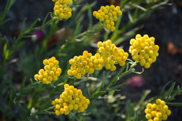 The Helichrysum flower baskets (Helichrysum arenarium) are ready for harvest as medicinal raw.