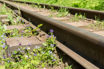 close up image of rusty rails of old abandoned railway in summer green forest. Termination of train transportation and carriage of passangers