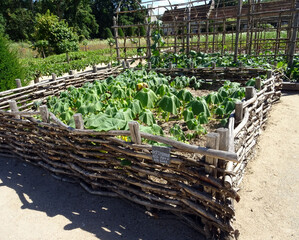 Carré potager et potirons