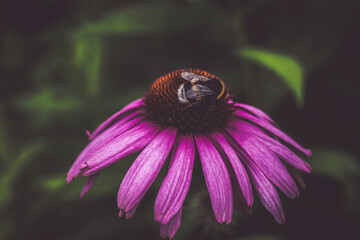 Blume mit Biene