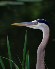 A great blue heron looking at us from among the grass near a body of water