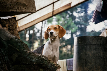 Close up of a beagle dog guarding a rural house