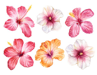 Watercolor set of pink, red, white, orange flowers, hibiscus. Illustration hand drawn floral elements isolated on white background. Template. Realistic botanical art. Hand painted.