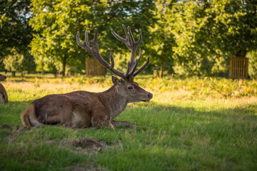 Amazing deer stag with majesty antlers portrait laying in the nature, park, meadow