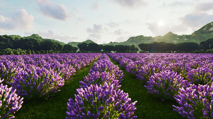 Fototapeta premium Image shows a rich lavender field in Provence, France, with a lone tree in the background. 3d rendering