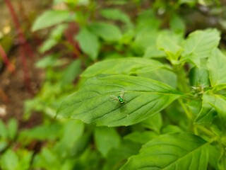 Fototapeta premium fly on leaf