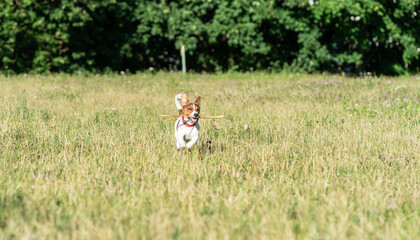 pies zwierzak domowy jack russel terrier © Nikodem