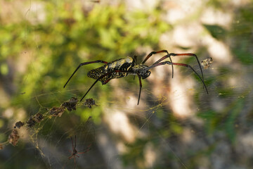 Red legged golden orb weaver spider female - Nephila inaurata madagascariensis, resting on her nest, sun over blurred bushes in background